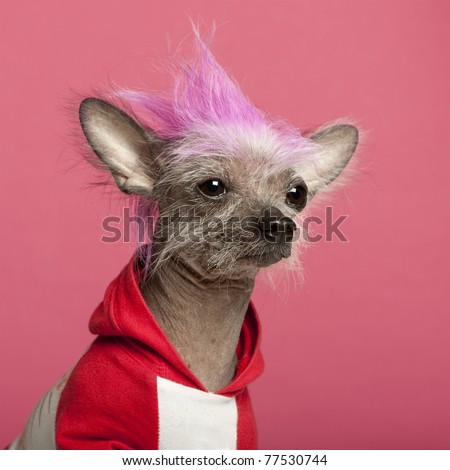 Close-up of Chinese Crested Dog with pink mohawk, 4 years old, in front of pink background