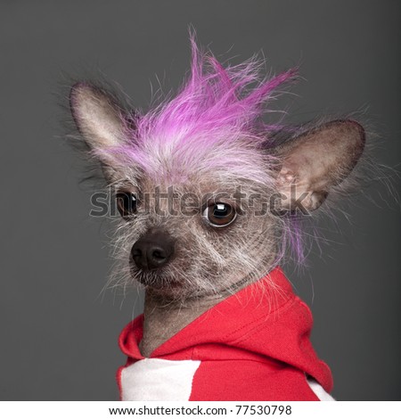 stock-photo-close-up-of-chinese-crested-