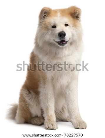 Akita Sitting