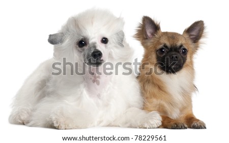 Chinese Crested Chihuahua