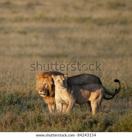 Lion and Lioness at the Serengeti National Park, Tanzania, Africa