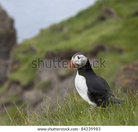Atlantic Puffin or Common Puffin, Fratercula arctica, on Mykines, Faroe Islands