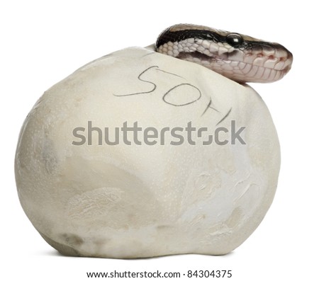 cat rat snake with egg in grass find similar images