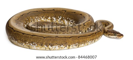 Spinner Python, Royal python, ball python, Python regius, 2 years old, in front of white background