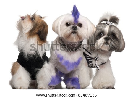 Grooming+shih+tzu