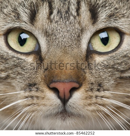 Close-up of European Shorthair cat, 9 months old