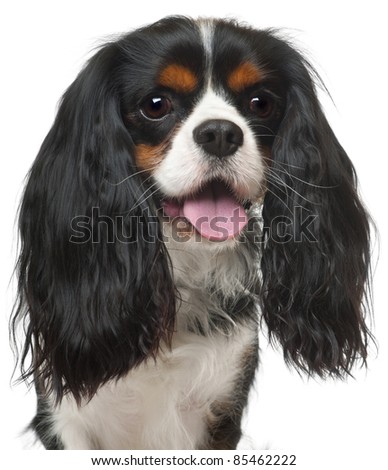 cavalier spaniel charles king close years background shutterstock