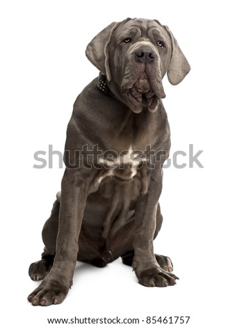 stock-photo-neapolitan-mastiff-puppy-months-old-sitting-in-front-of-white-background-85461757.jpg