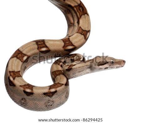Salmon Boa constrictor, Boa constrictor, 2 months old, in front of white background