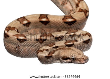 salmon boa snake