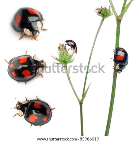 Asian lady beetles, or Japanese ladybug or the Harlequin ladybird, Harmonia axyridis, composition on plants in front of white background