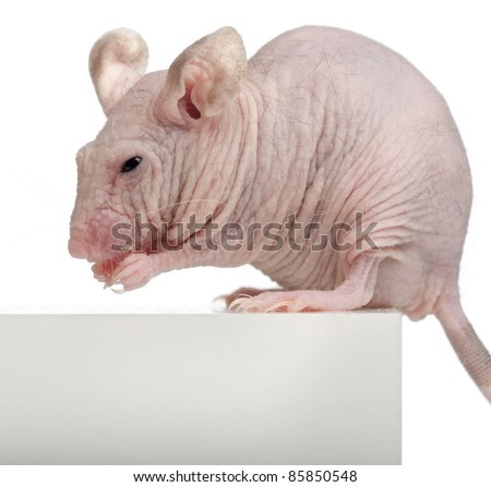 Hairless House mouse, Mus musculus, 3 months old, sitting on box in front of white background