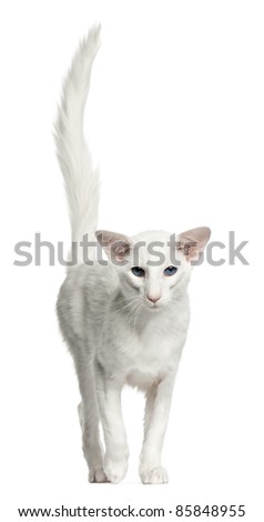 stock photo : Balinese cat, 1 year old, standing in front of white