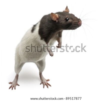 rat standing