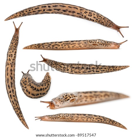 limax maximus