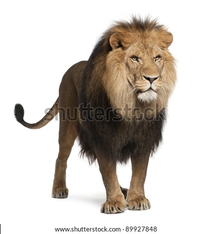 Lion, Panthera leo, 8 years old, standing in front of white background