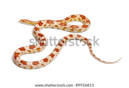 Okkeetee albinos reverse Corn Snake or Red Rat Snake, Pantherophis guttatus, in front of white background