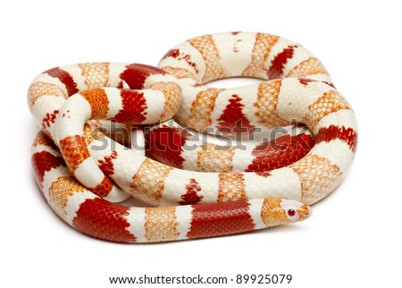 Albino Milk Snake