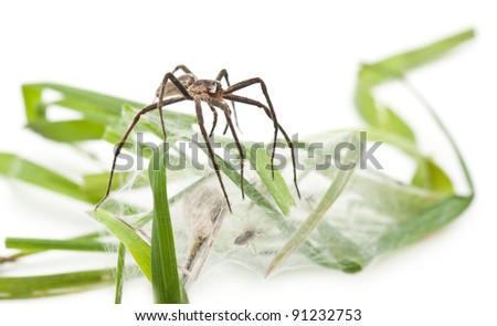 Nursery web spider, Pisaura mirabillis, with spiderling in nest in front of white background