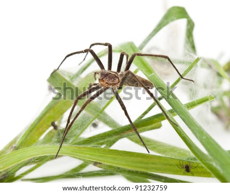 Nursery web spider, Pisaura mirabillis, with spiderling in nest in front of white background