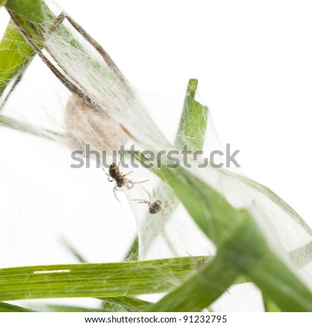 Nursery web spider, Pisaura mirabillis, spiderlings in nest in front of white background