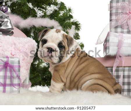 English Bulldog puppy, 2 months old, sitting with Christmas tree and gifts in front of white background