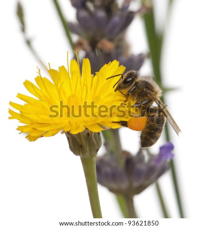 Western honey bee or European honey bee, Apis mellifera, carrying pollen, on flower in front of white background