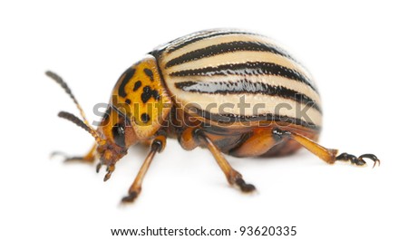 Colorado potato beetle, also known as the Colorado beetle, the ten-striped spearman, the ten-lined potato beetle or the potato bug, Leptinotarsa decemlineata, in front of white background