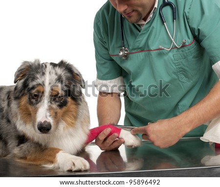 Vet wrapping a bandage around an Australian Shepherd\'s paw in front of white background