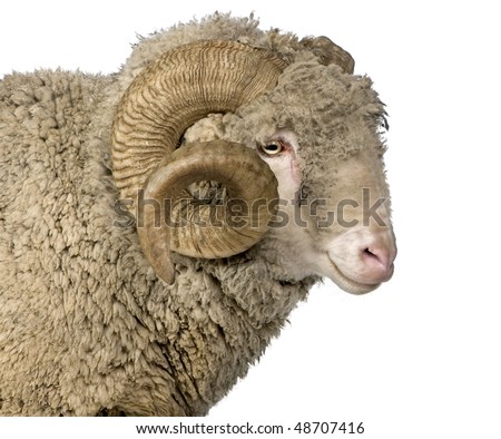 arles merino sheep  ram