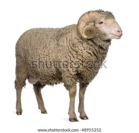 arles merino sheep  ram