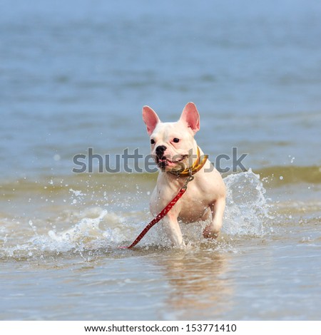 French bulldog puppy running on the beach