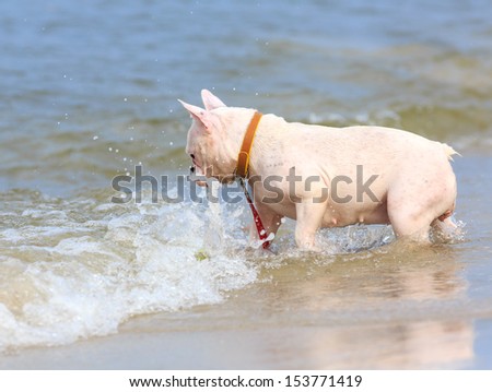 French bulldog puppy playing on the beach