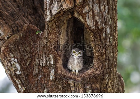 Little Owl In A Hollow Tree.