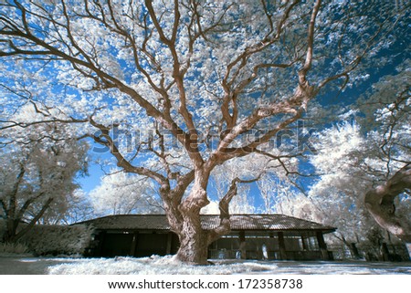 Infrared photo tree in the garden and blue sky