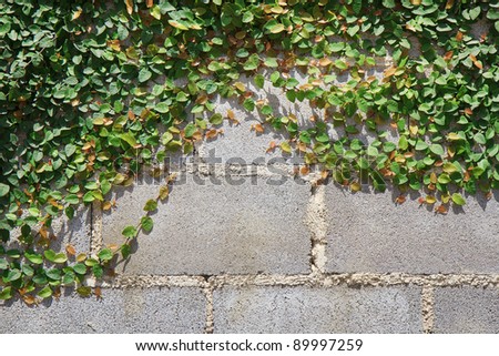Brick wall, tree climbers.