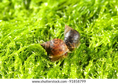Small shells on the sea moss
