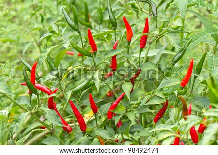 red chili pepper on the plant