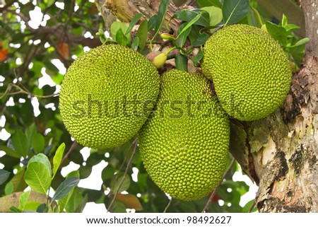 A tree branch full of jack fruits.