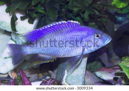 Bright blue predator fish in the aquarium