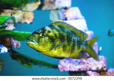 camouflage colorated predator fish in the aquarium
