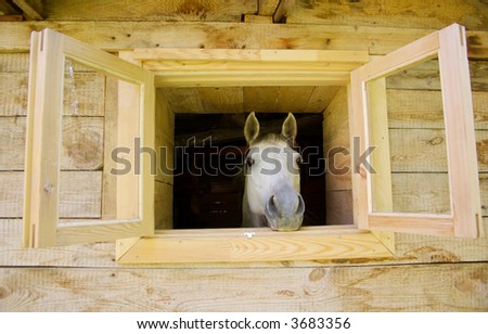 Horse In Window