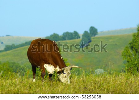 grazing hereford cow at the hills land