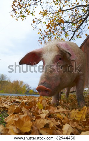 pig feeding searching acorns among yellow oak leaves in the village