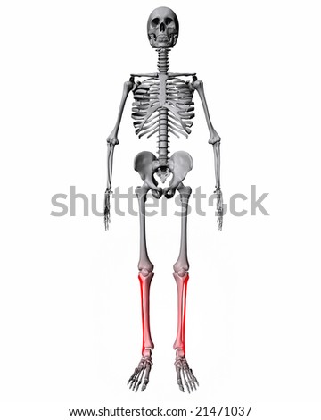 TIBIA AND FIBULA BONES ANATOMY