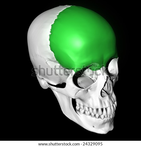 Frontal Bone Highlighted Green