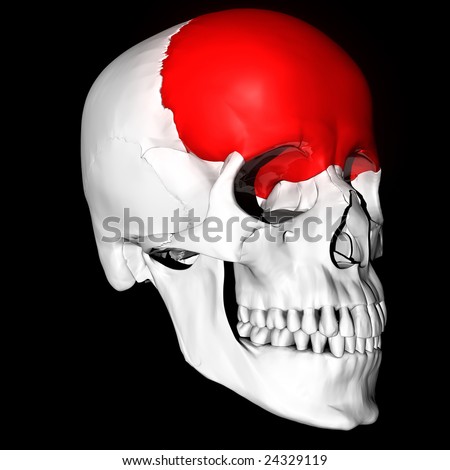 Frontal Bone Highlighted Red