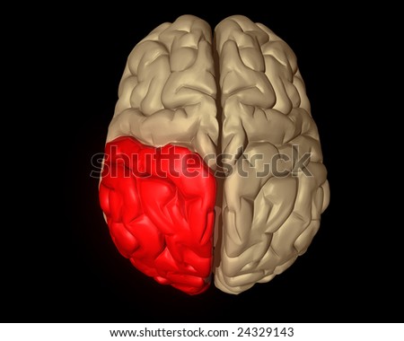 Parietal Lobe Of Brain Highlighted Red