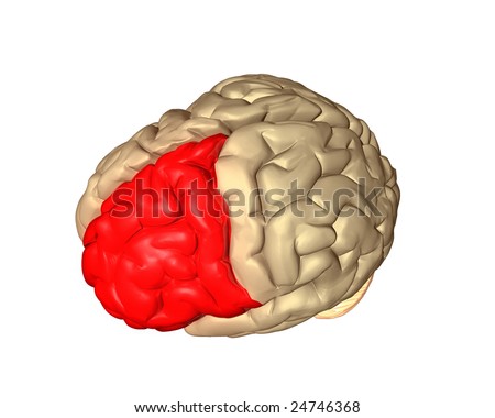 Frontal Lobe part of the brain highlighted red on white background