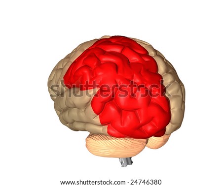 Parietal Lobe